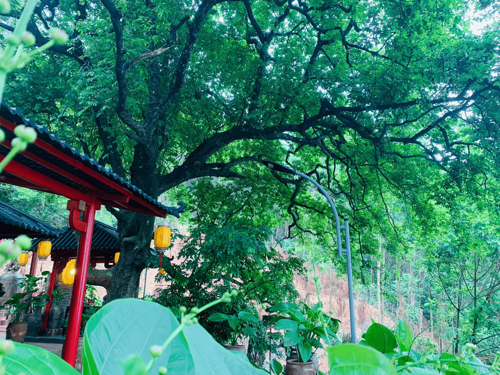 Gốc c&acirc;y thị h&agrave;ng trăm năm tuổi đến nay vẫn xanh tươi, rợp b&oacute;ng quanh năm. (Nguồn: Fanpage Ch&ugrave;a C&acirc;y Thị)